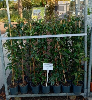 Lonicera (kamperfoelie groenblijvend) OP=OP