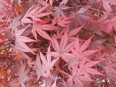 Acer