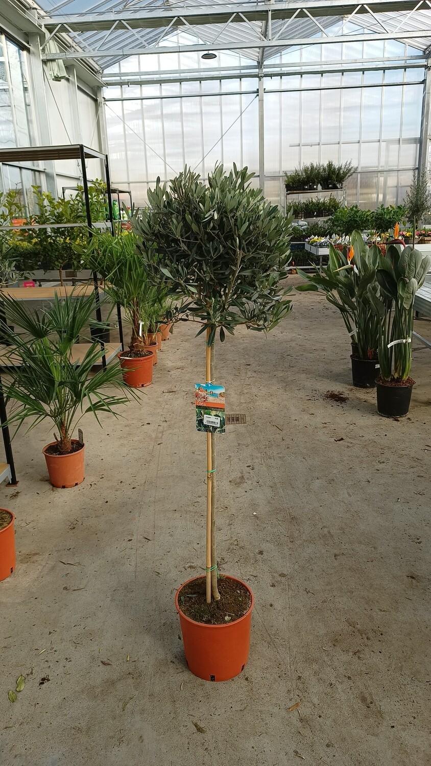 Olea europaea (Olijfboom) OP=OP