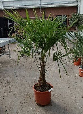 Trachycarpus fortunei (Palmboom)