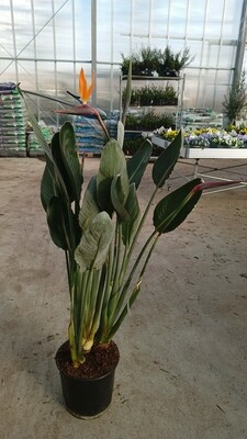 Strelizia (kamerplant) OP=OP