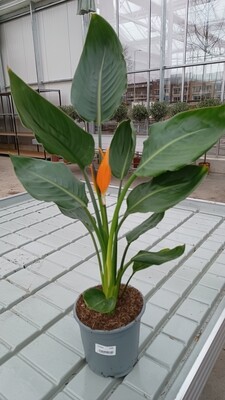 Strelizia (kamerplant) OP=OP