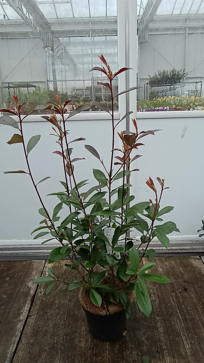 Photinia fraseri 'Red Robin' (Glansmispel) OP=OP