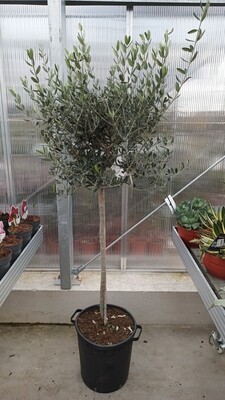 Olea europaea (Olijfboom)