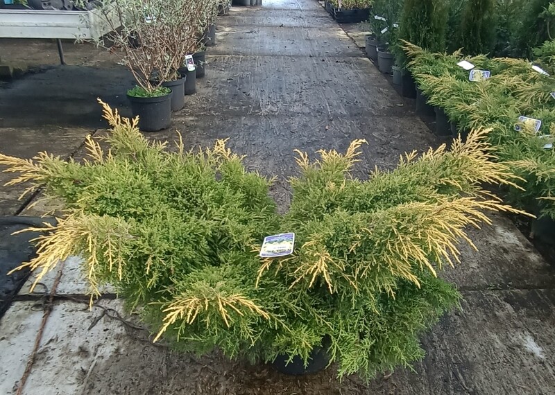 Juniperus x pfitzeriana Starlight (Jeneverbes) OP=OP