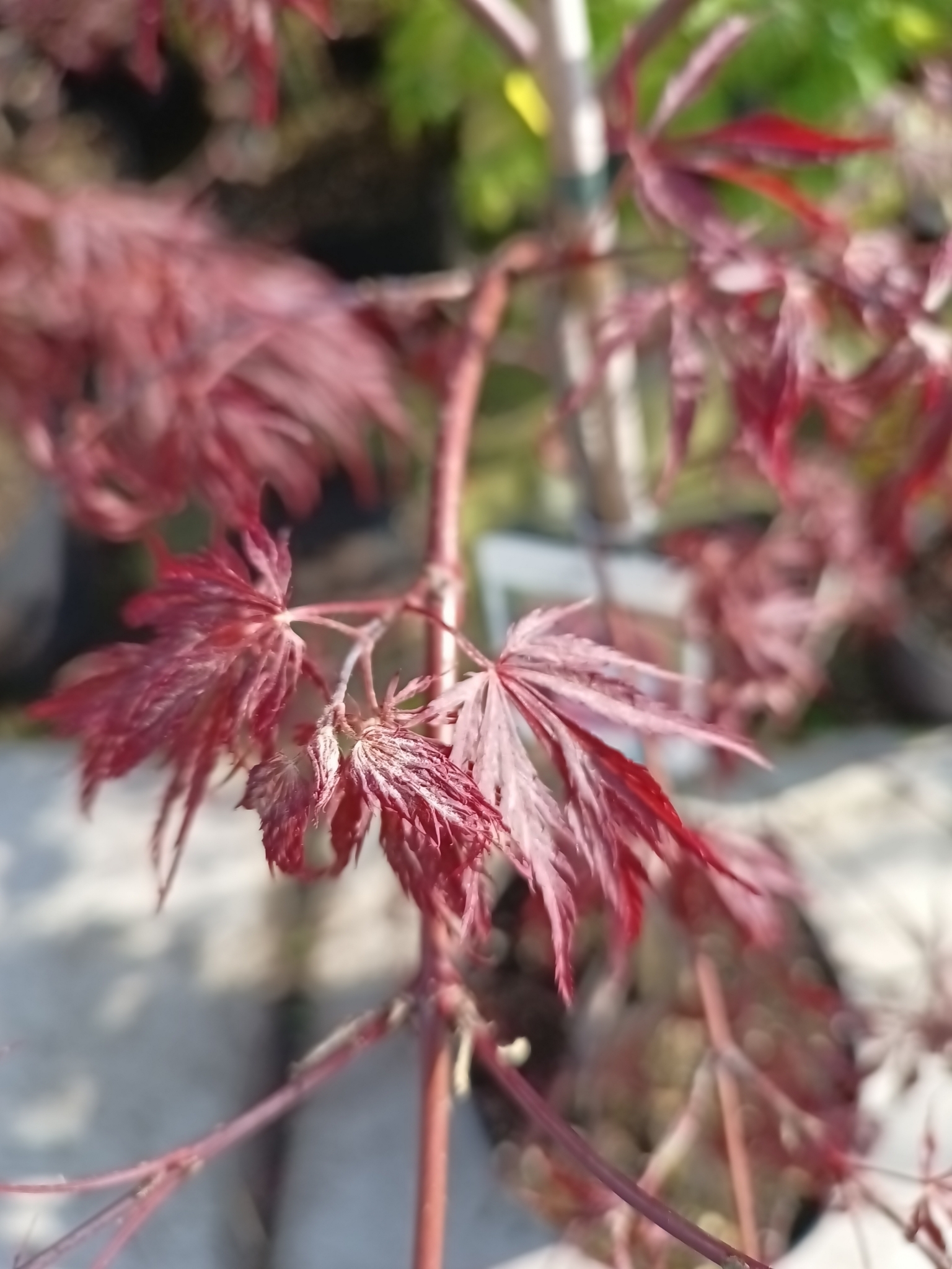 Acer palmatum  Garnet (Japanse Esdoorn) OP=OP