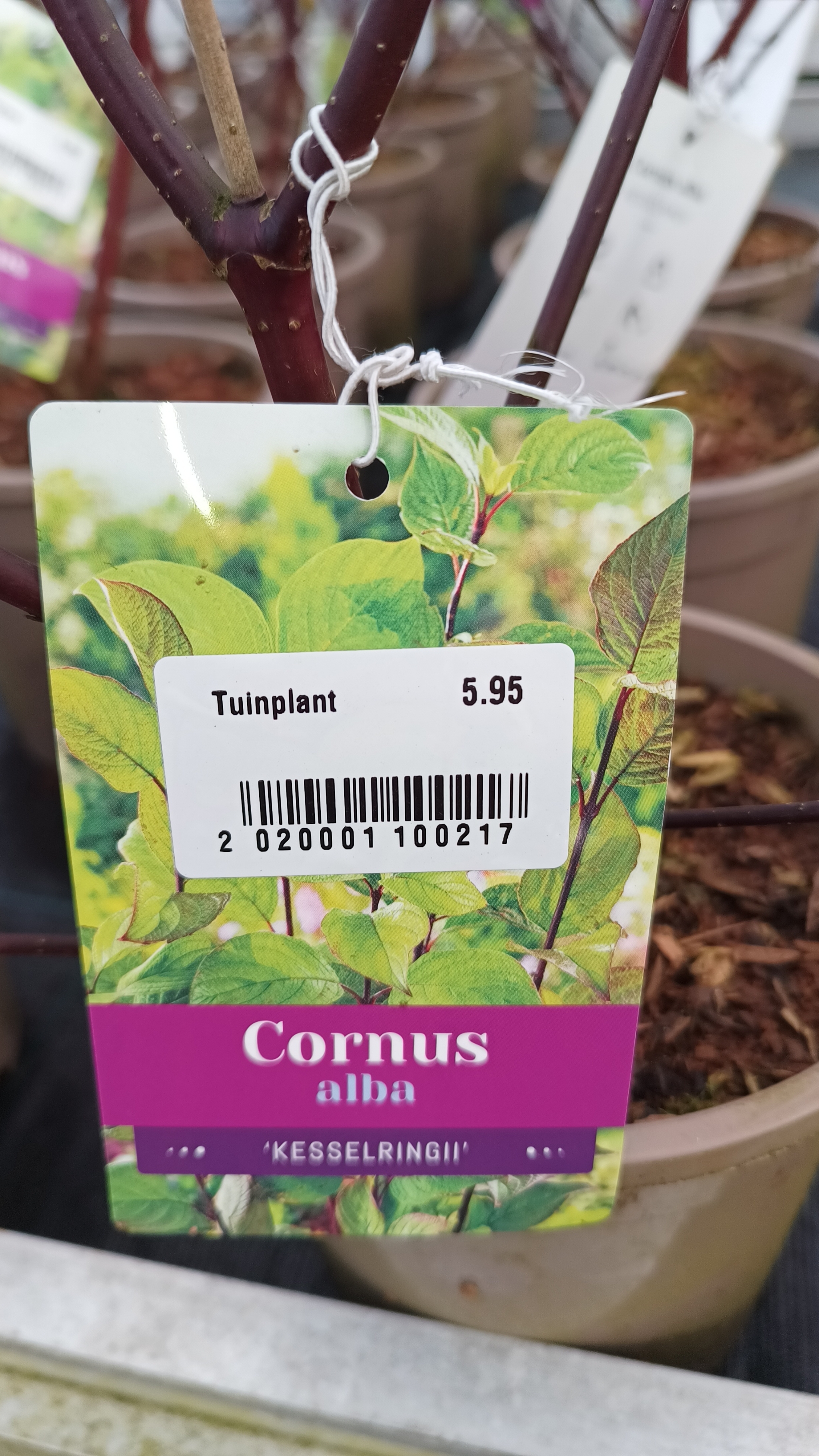 Cornus Alba 'KesselRingii' (Witte Kornoelje) OP=OP