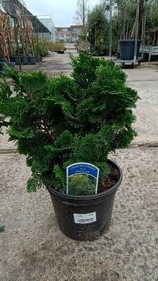 Chamaecyparis obtusa (Nana Gracilis) OP=OP