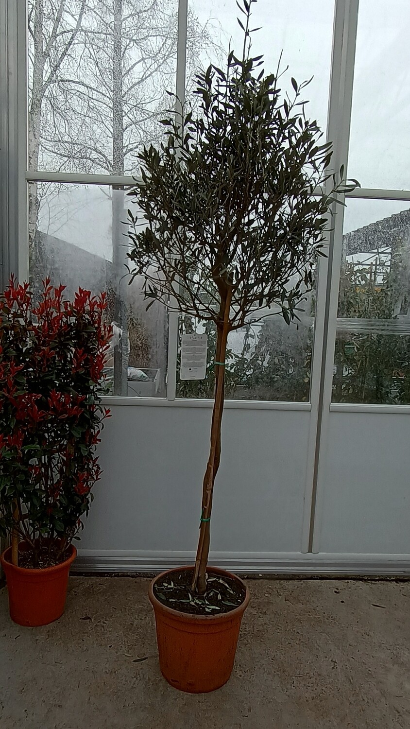 Olea europaea (Olijfboom) OP=OP