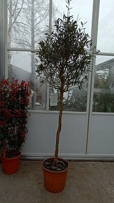 Olea europaea (Olijfboom) OP=OP