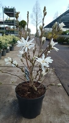 Magnolia 2 soorten OP=OP