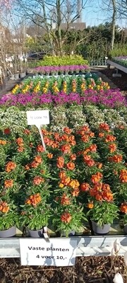 Afwisselend assortiment Vaste planten 4 voor € 10,-
OP=OP