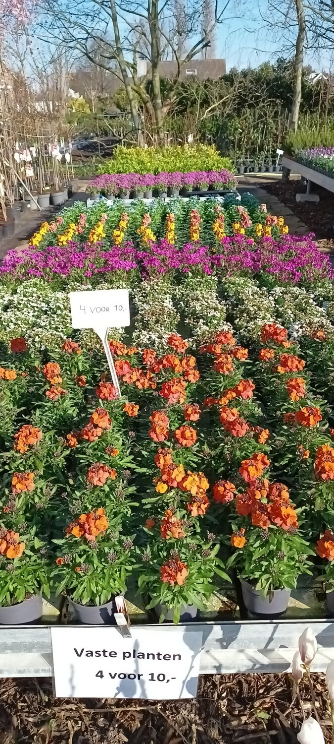 Afwisselend assortiment Vaste planten 4 voor € 10,-
OP=OP