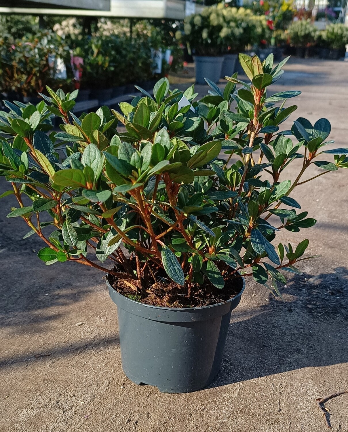 Azalea Japonica Verschillende soorten OP=OP