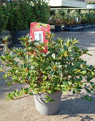 Verschillende soorten Azalea Japonica OP=OP