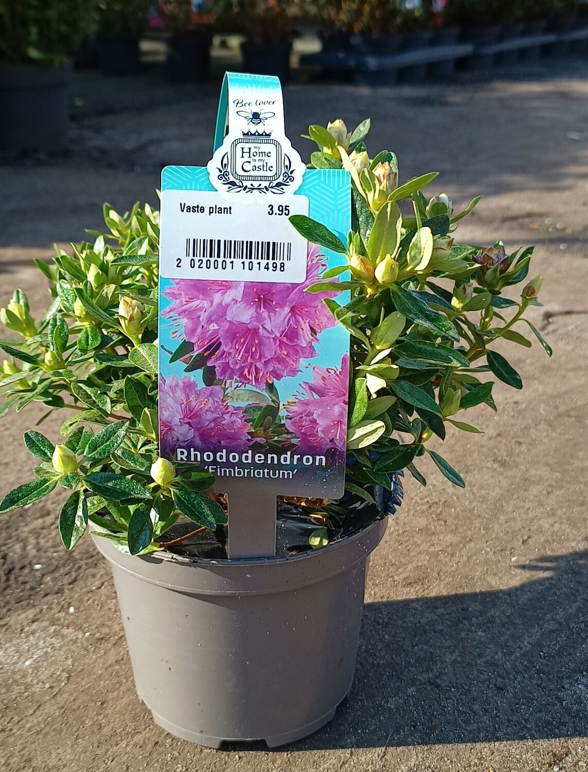 Verschillende soorten klein blijvende Rhododendron OP=OP