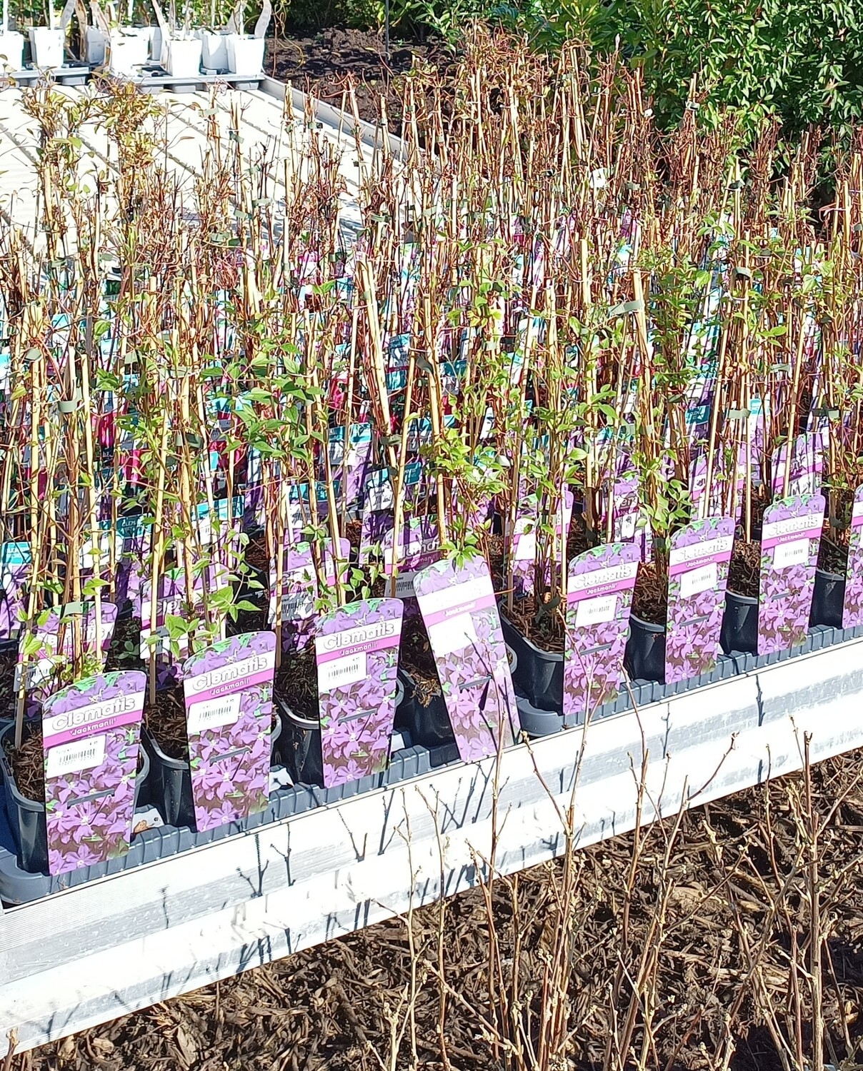 Verschillende soorten Clematis   OP=OP