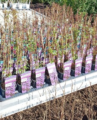 Verschillende soorten Clematis   OP=OP