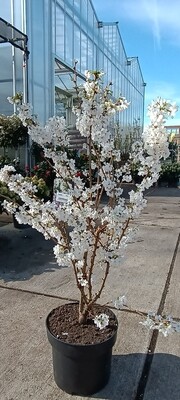 Prunus nipponica 'Brillant' (Prunus nipponica) OP=OP