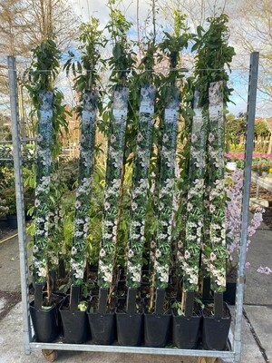 Akebia quinata ‘Cream Form' (Schijnaugurk Wit ) OP=OP