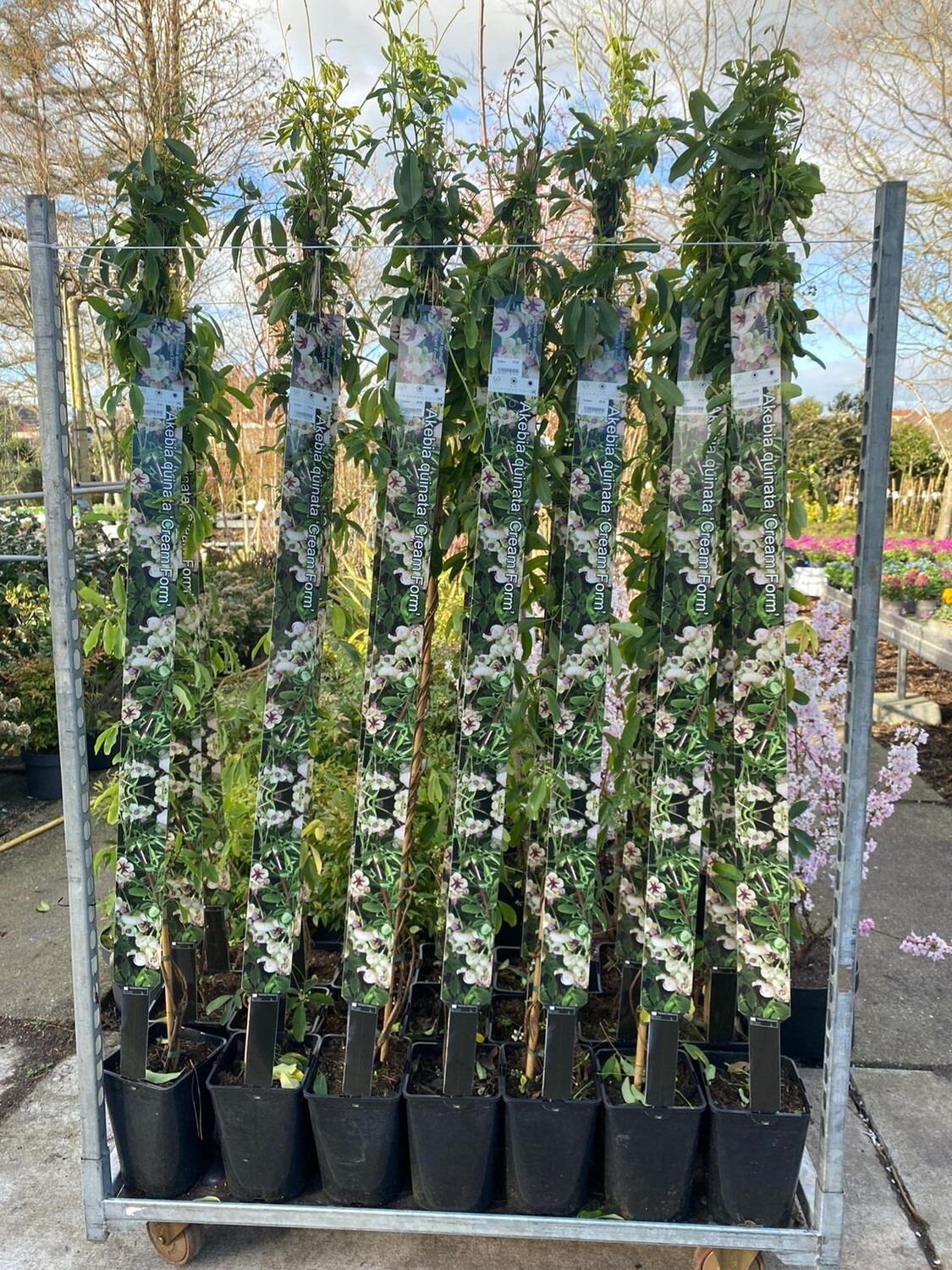 Akebia quinata ‘Cream Form' (Schijnaugurk Wit ) OP=OP
