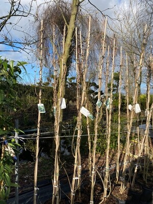 Wisteria (Blauwe en Witte  Regen) OP=OP Wisteria (Blauwe en Witte  Regen) OP=OP