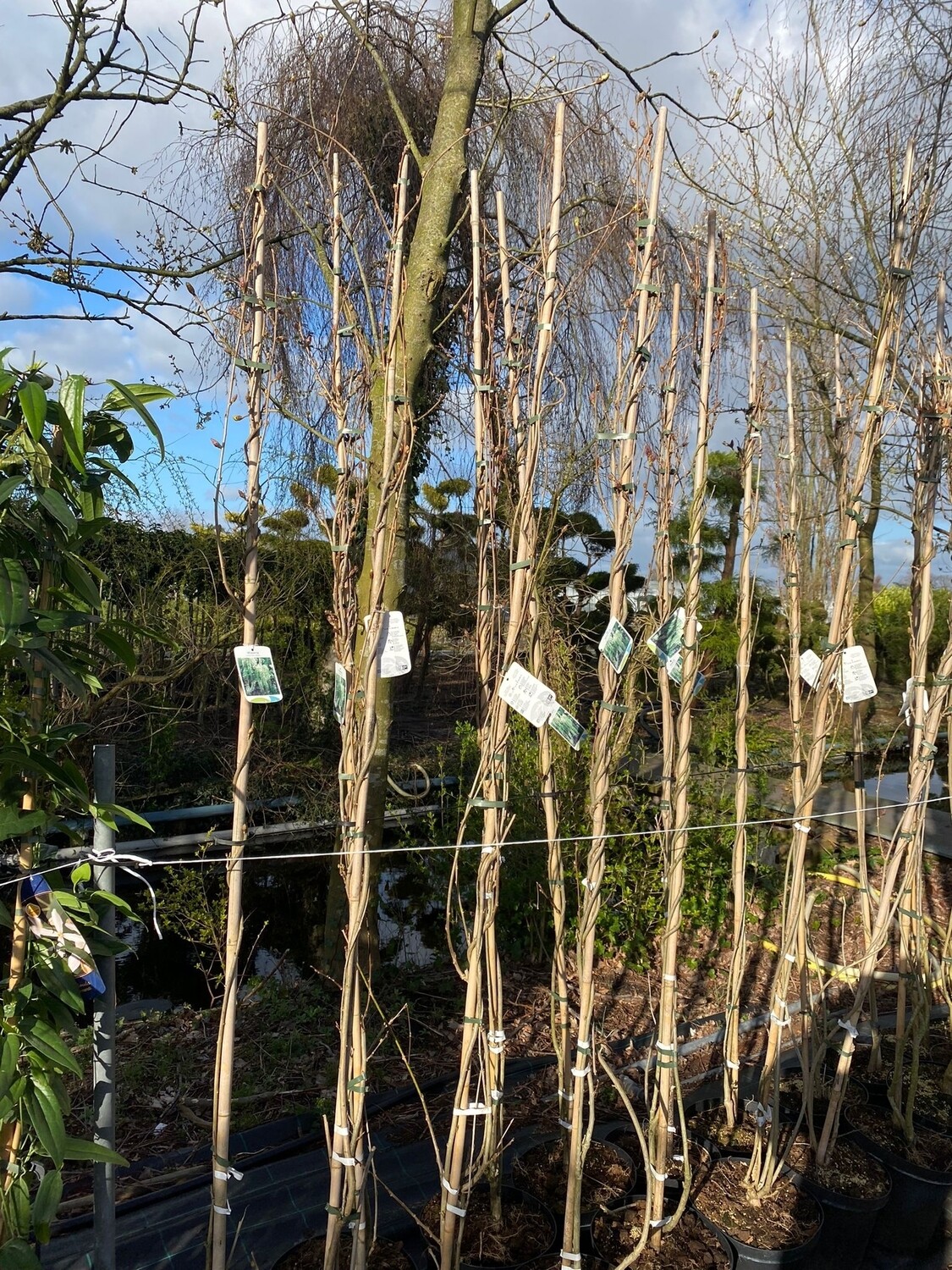 Wisteria (Blauwe en Witte  Regen) OP=OP