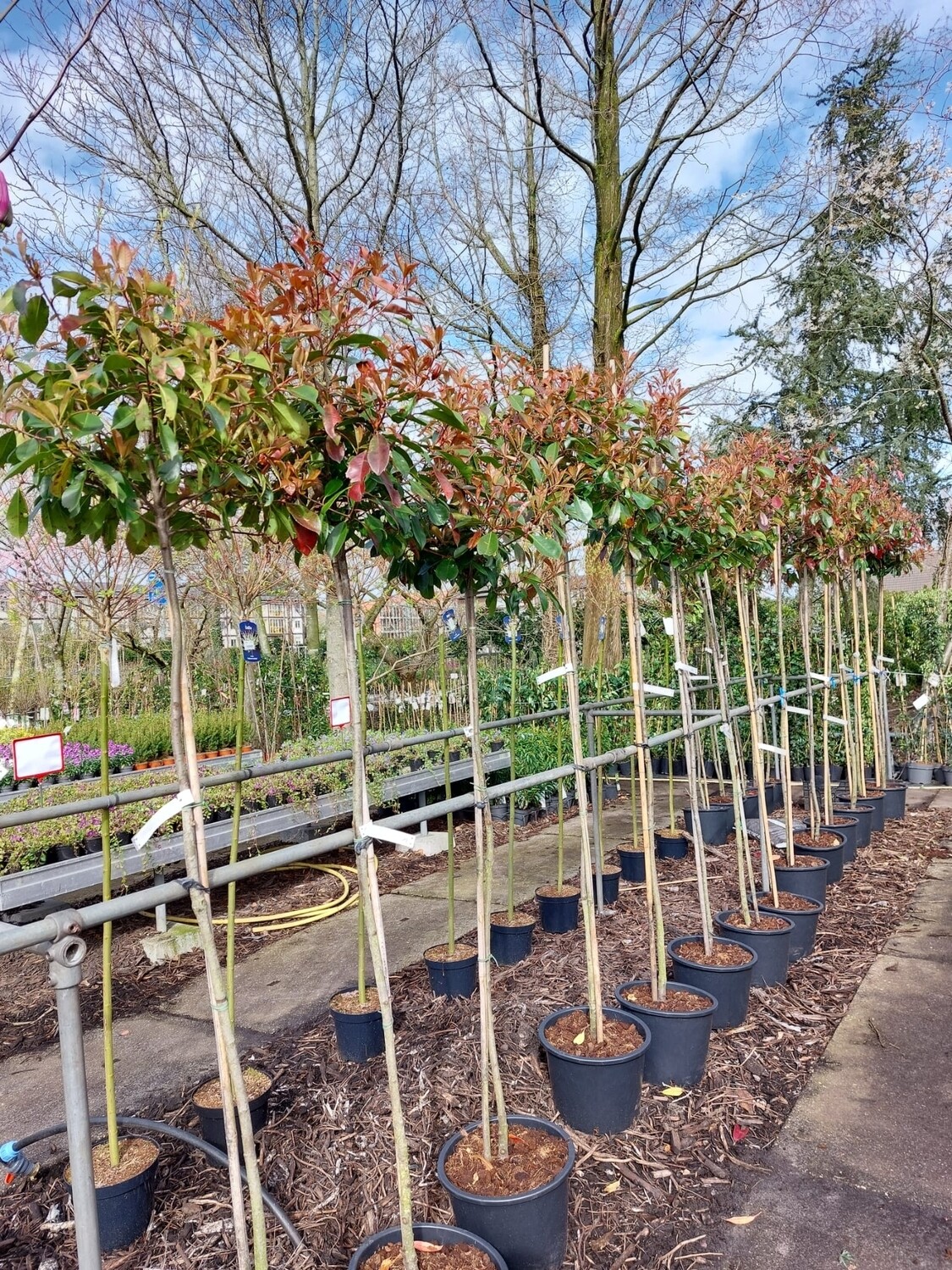 Photinia fraseri 'Red Robin' (Glansmispel op stam ) vanaf €75 OP=OP