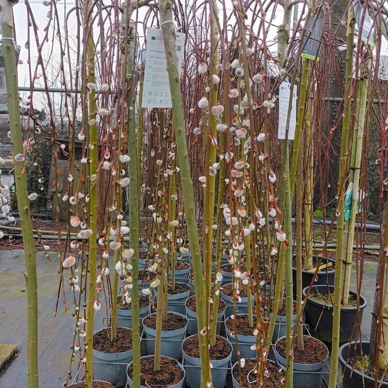 Salix caprea 'Kilmarnock' (treur Salix) OP=OP