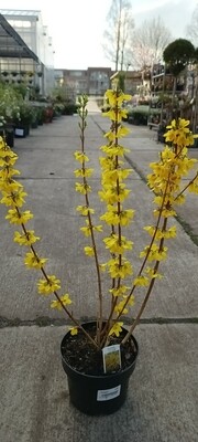 Forsythia xintermedia 'Courtalyn' (Chinees dwergklokje) OP=OP