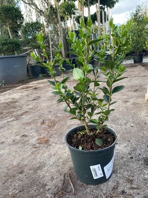 Ligustrum vulgare (Gewone Liguster) OP=OP