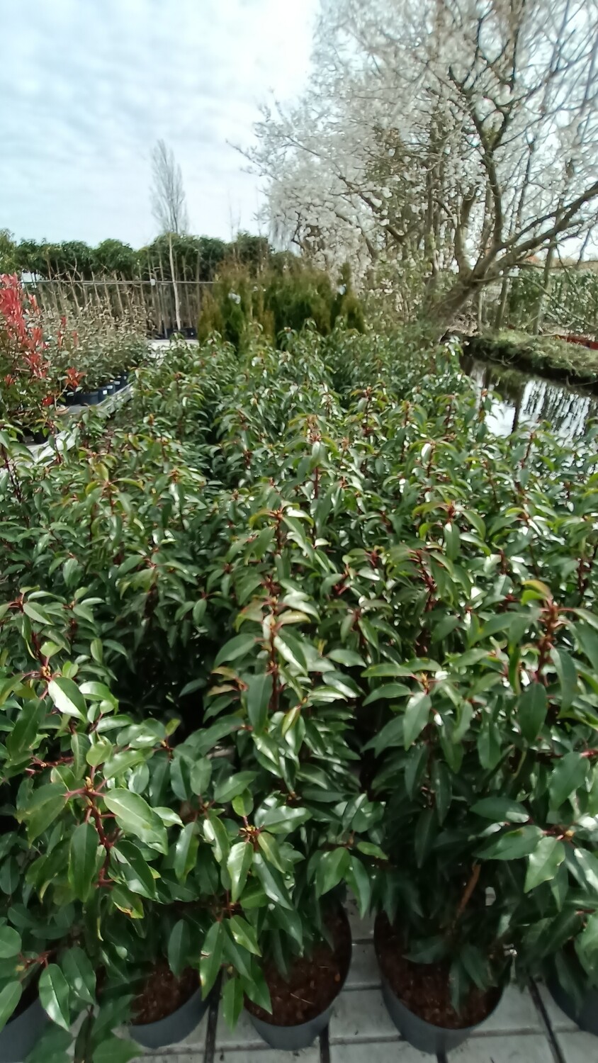 Prunus lusitanica 'Angustifolia' (Portugese laurier) OP=OP