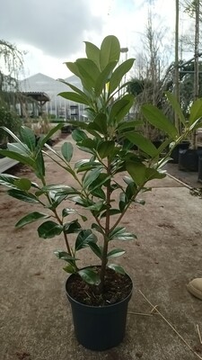 Prunus laurocerasus 'Rotundifolia' (Laurier Rotundifolia)