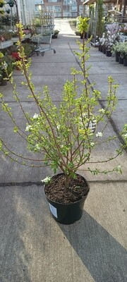 Exochorda ‘Magical Springtime’ (Parelstruik) OP=OP