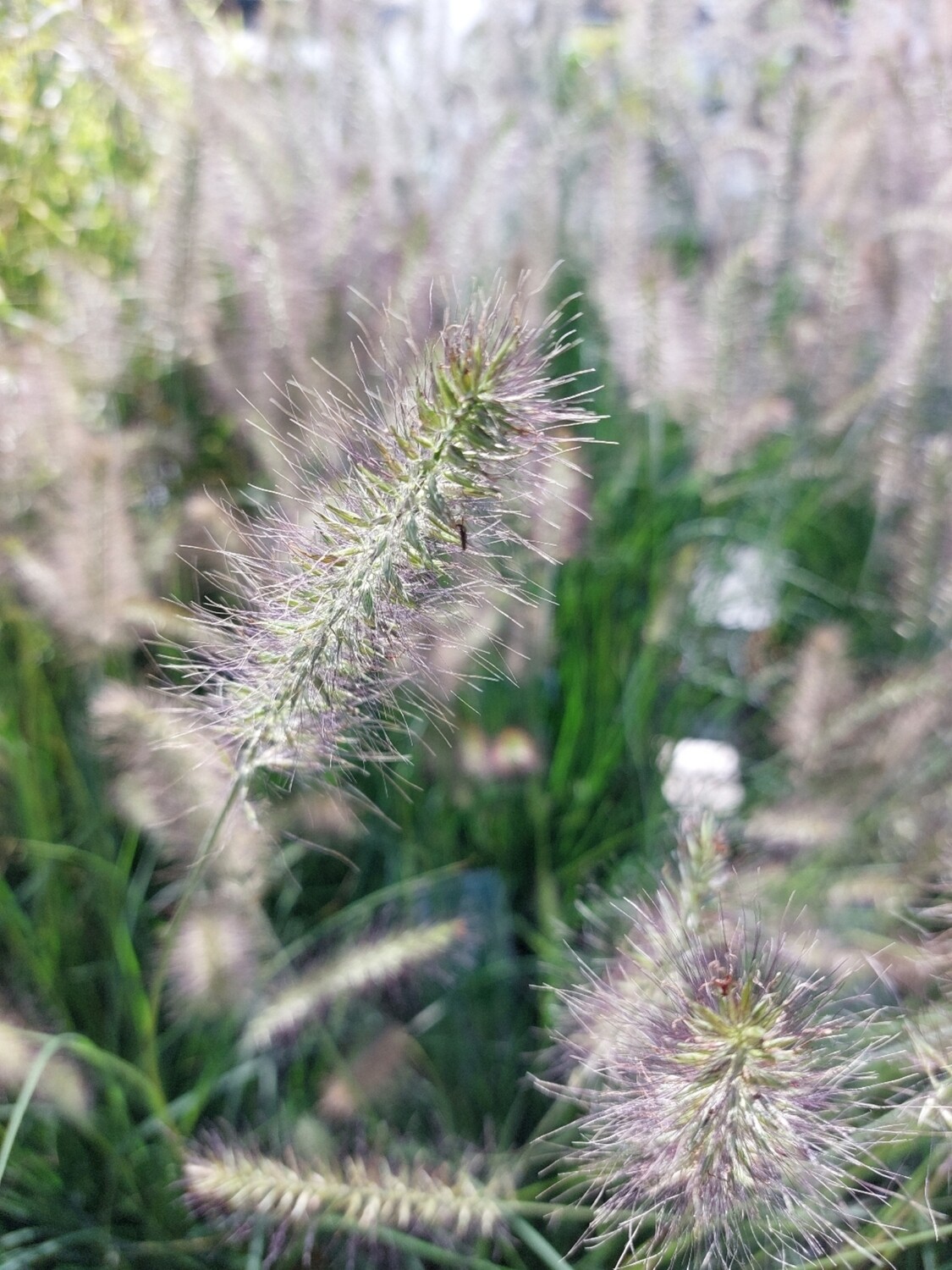 Pennisetum Alopecuroides 'Hameln' (Lampenpoetsersgras) OP=OP