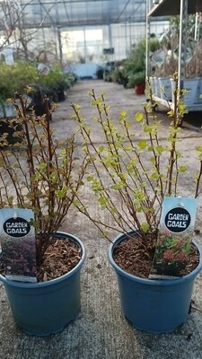 Physocarpus (Blaasspirea) OP=OP