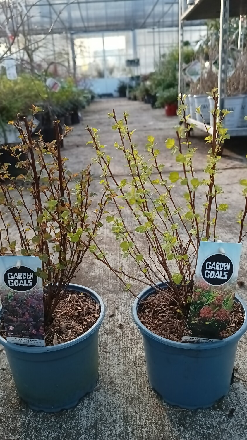 Physocarpus (Blaasspirea) OP=OP