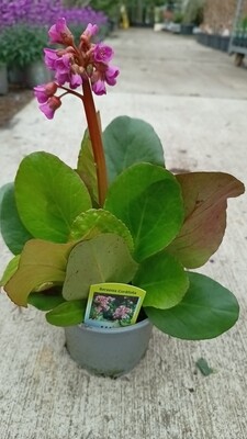 Bergenia (Schoenlappersplant) 4 voor €10 OP=OP