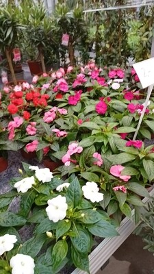 Vlijtige Liesjes (perkplant) OP=OP