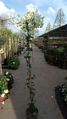 Clematis cartmanii Avalanche (Groenblijvende Clematis) OP=OP