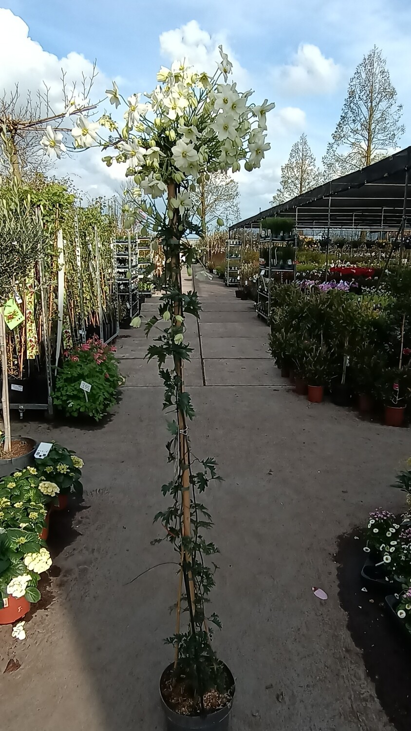 Clematis cartmanii Avalanche (Groenblijvende Clematis) OP=OP