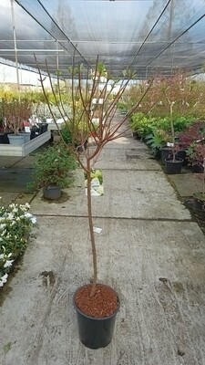 Hydrangea 'Limelight' / Hydrangea paniculata Vanille-Fraise
(Pluimhortensia op stam) OP=OP