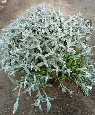 'Cerastium tomentosum 'Silberteppich' (Viltige hoornbloem) 3 voor €10 OP=OP