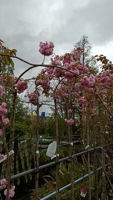 Prunus serrulata Kiku-shidare-zakura (Japanse sierkers)