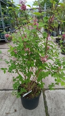 Syringa (paarsen Sering) verschillende soorten OP=OP
