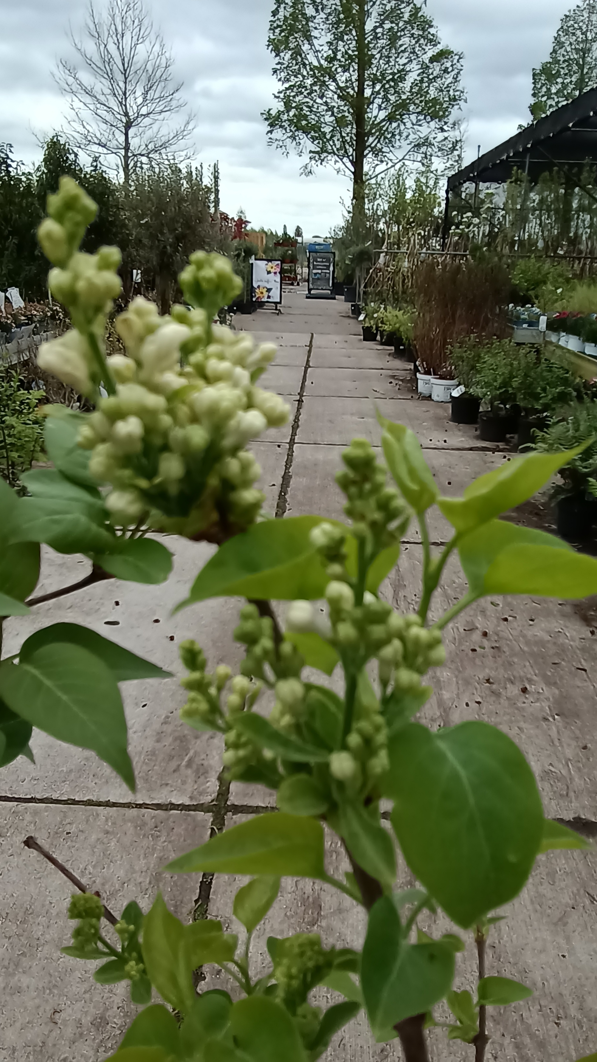 Syringa (paarsen Sering) verschillende soorten OP=OP