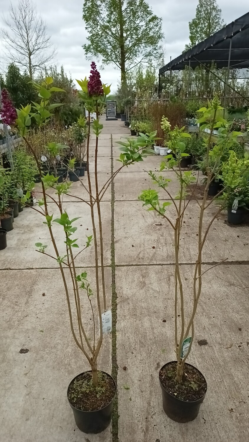 Syringa (paarsen Sering) verschillende soorten OP=OP