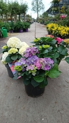 Hortensia Verschillende kleuren (Hydrangea) OP=OP