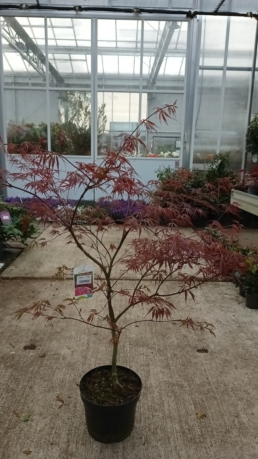 Acer palmatum  Garnet (Japanse Esdoorn) OP=OP