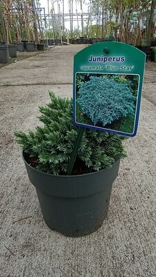 Juniperus squamata 'Blue Star' (kleine blauwe Conifer)  OP=OP